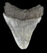 Juvenile Megalodon Tooth - Serrated Blade #56632-1